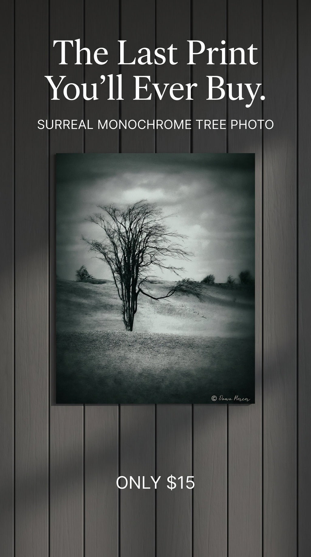 Surreal Tree in Meadow 8x12 Photographic Wall Print
