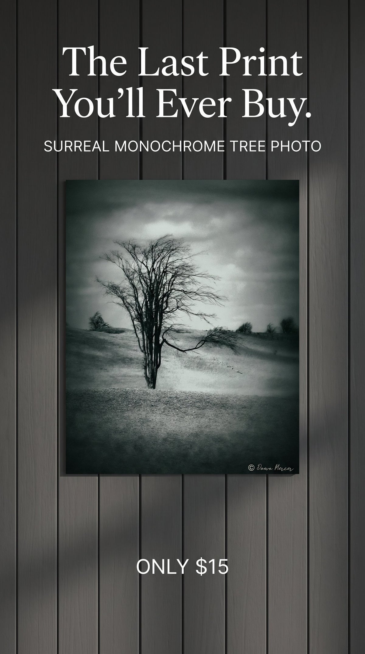 Surreal Tree in Meadow 8x12 Photographic Wall Print